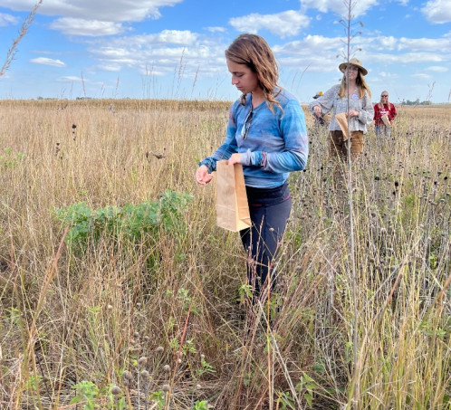 Image of people harvesting prairie seeds into paper bags in a reconstructed prairie. 